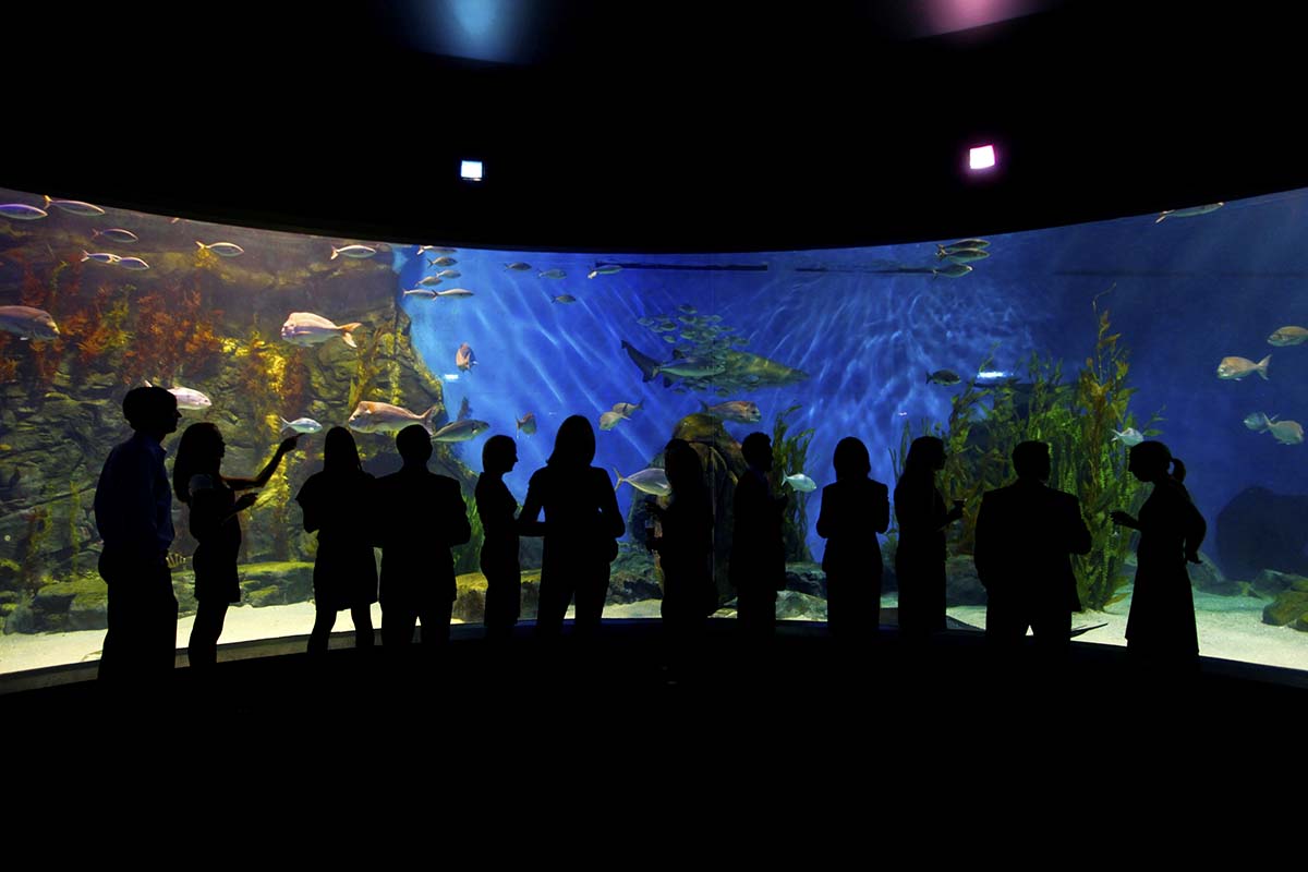 Sea Life – Melbourne Aquarium Hire