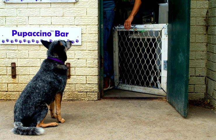 Cafe Bones<br/> Dog Friendly Cafes
