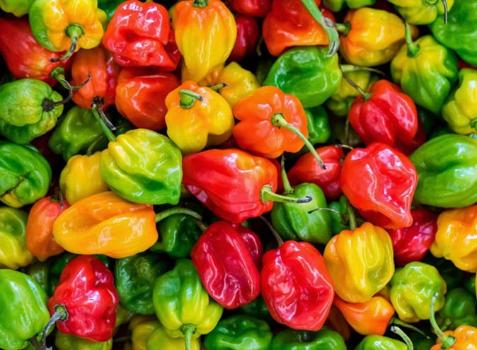 welcome to thornbury northside melbourne venue bar events drinks 03