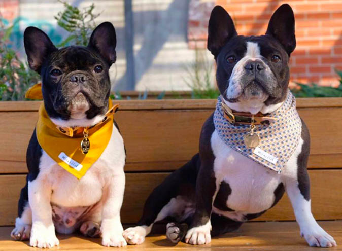 Lux Foundry Dog Friendly Cafes Brunswick Melbourne Winter1