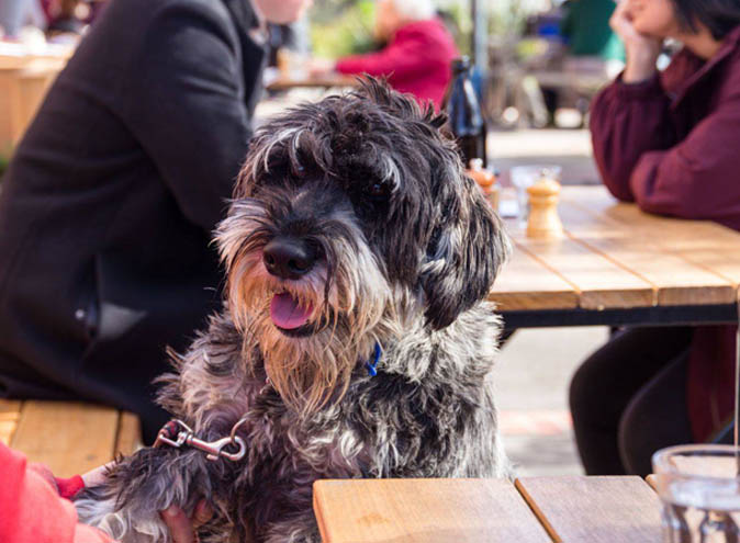 Lux Foundry Dog Friendly Cafes Brunswick Melbourne Winter2